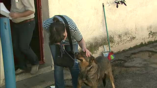 Coada la adoptiile de maidanezi in Capitala. Primul e gratis, pentru al doilea se plateste o taxa