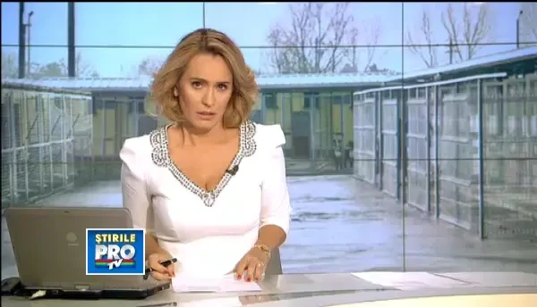 Primii caini adoptati din adaposturi. Conditiile in care poti deveni stapanul unui maidanez