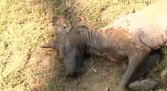 "Nu este un mit, am vazut-o cu ochii mei". Creatura bizara descoperita de un barbat, in SUA