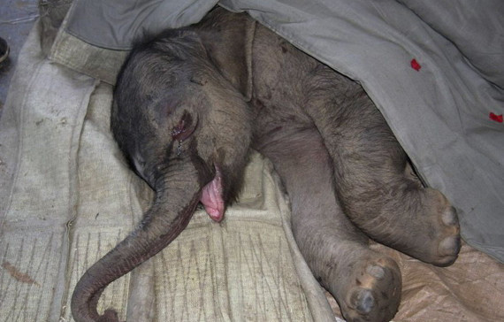 Un pui de elefant a plans cinci ore, dupa ce mama sa l-a respins. VIDEO