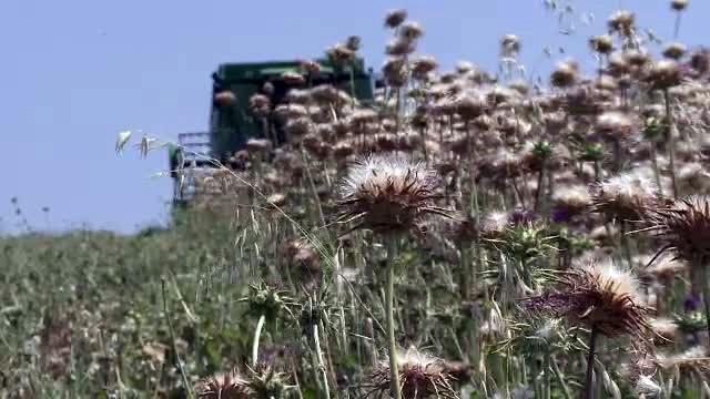 Afacere cu "scaieti" in Romania. Un investitor a cultivat armurariu pe zeci de hectare si are profit