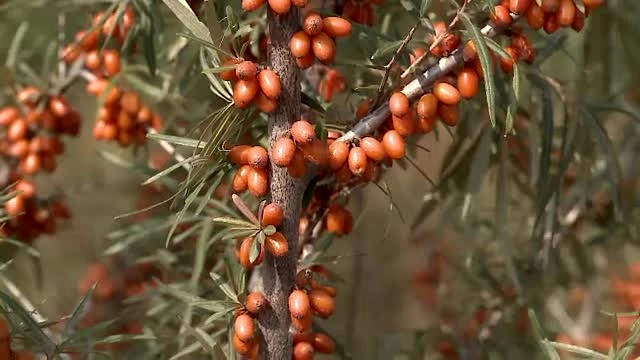 Afaceri de succes in Romania. Un aradean exporta 100 de tone de catina cu 1,8 euro pe kilogram