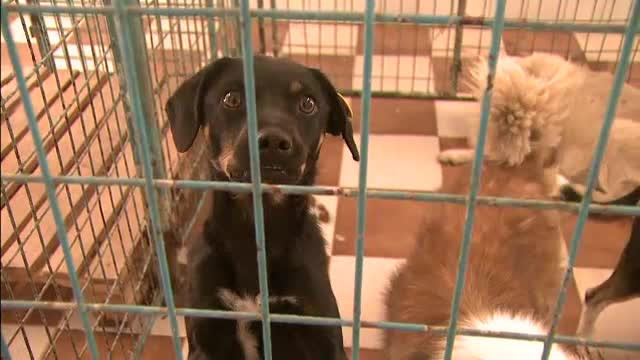 "Este legea uciderii, nu a eutanasierii". Documentul care va ajung luni pe masa presedintelui