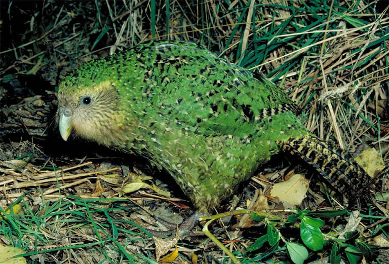 Kakapo
