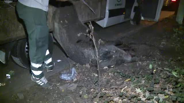 accident mistret