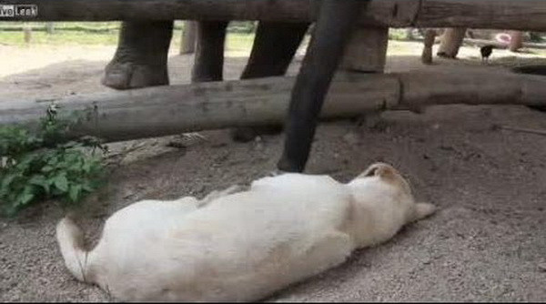 Cum incearca un pui de elefant sa trezeasca un caine! VIDEO