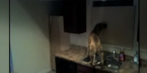 Cainele Houdini. Cum scapa un patruped din camera in care l-a incuiat stapanul. VIDEO