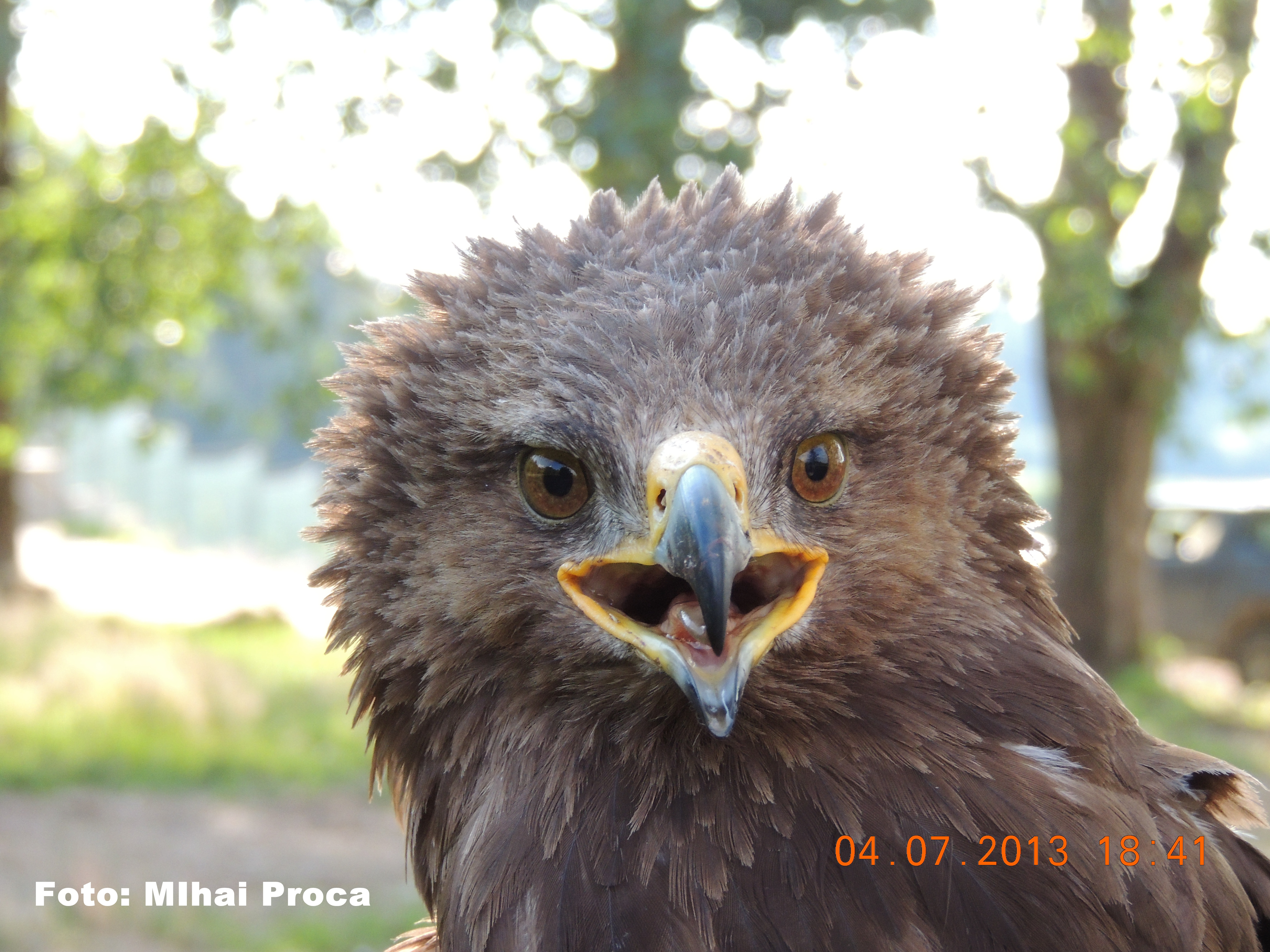 Acvilele Arlie si Erika au plecat in Africa. Ce este proiectul LIFE, de monitorizare prin GPS