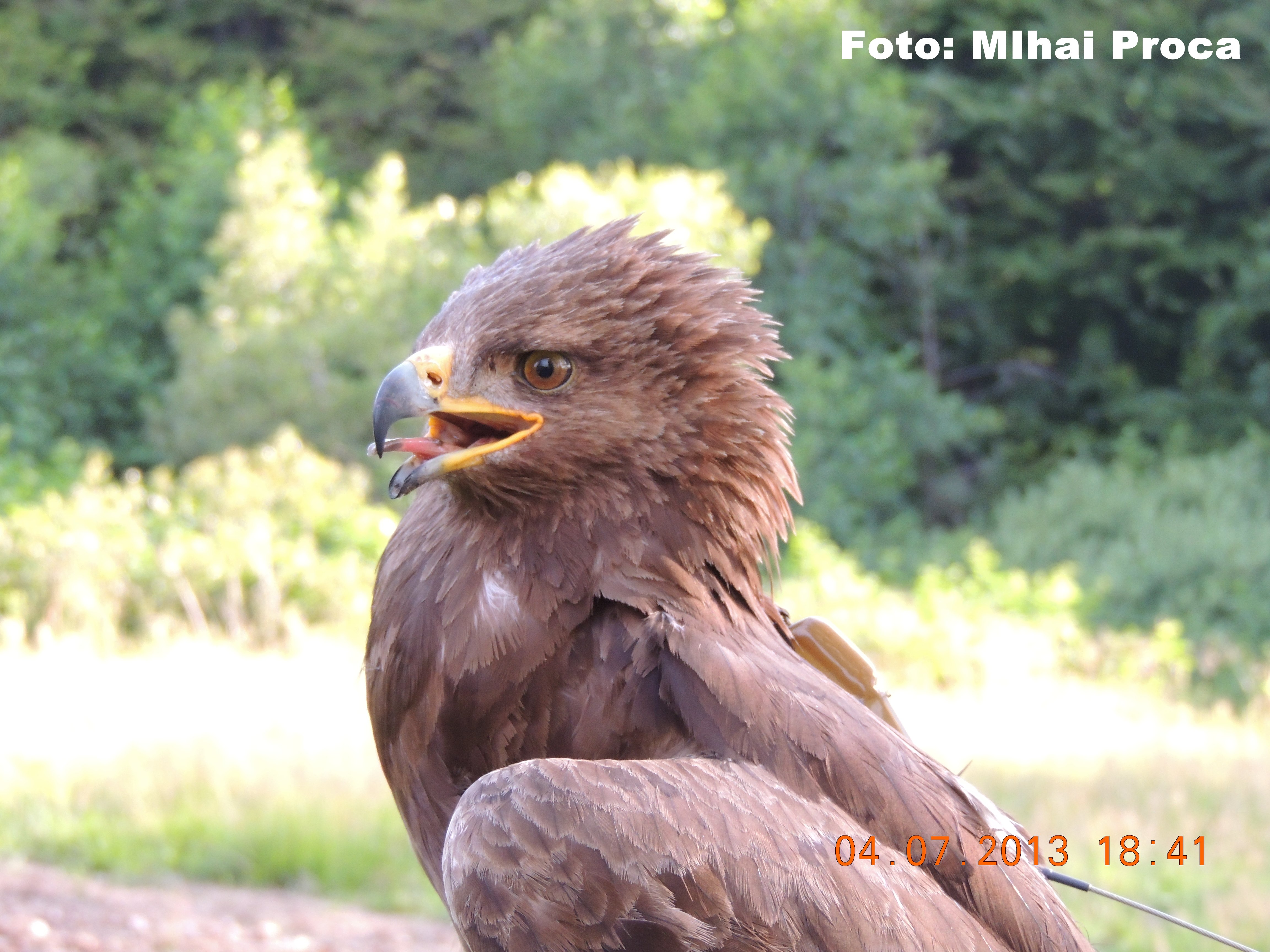 Arlie, acvila tipatoare