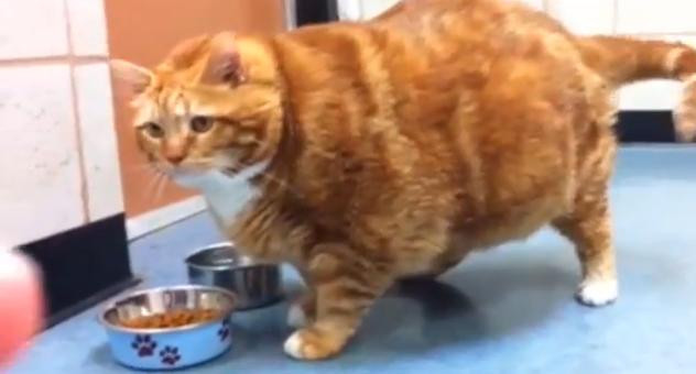 Chinezii au domesticit pisicile. Fosile vechi de 5300 de ani sustin teoria