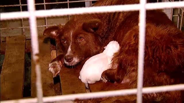 Procurorii au blocat adoptiile de maidanezi. Hingherii nu-i aduna de pe strazi din lipsa de spatiu