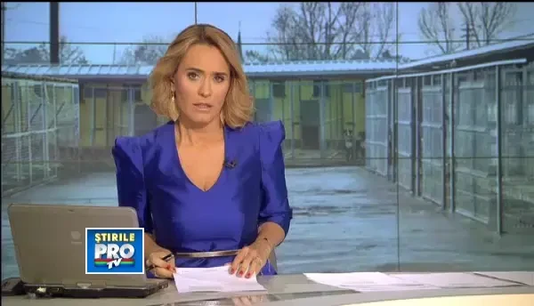 Procurorii au blocat adoptiile de maidanezi. Hingherii nu-i aduna de pe strazi din lipsa de spatiu