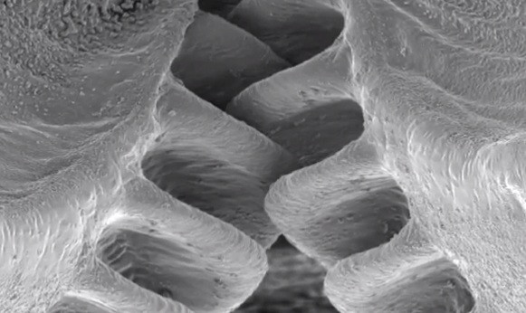 Descoperirea saptamanii in stiinta. Insecta care a "inventat" roata dintata inaintea oamenilor