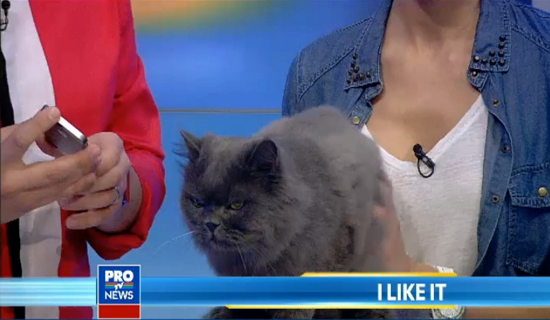 Motanul Fifi a fost invitat la iLikeIT sa acceseze noul iPhone cu ajutorul senzorului de amprenta