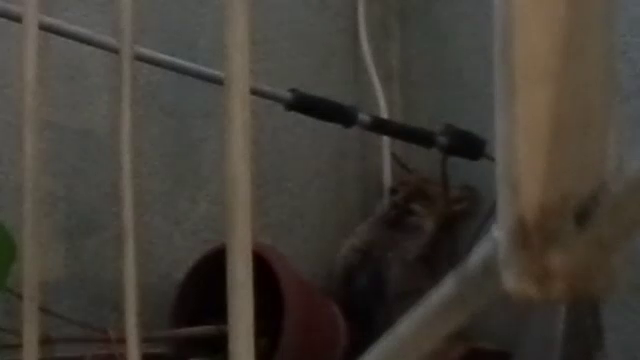 Momente de panica pentru locatarii unui bloc din Suceava.S-au trezit cu o vulpe la etajul patru