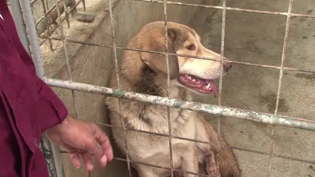 Primele pedepse pentru cei care au abandonat cainii adoptati. Ce a patit o femeie din Ploiesti