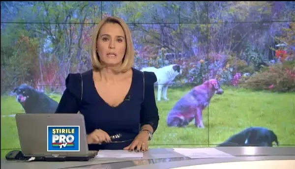 Primele pedepse pentru cei care au adoptat cainii de pe strazi. Ce a patit o femeie din Ploiesti