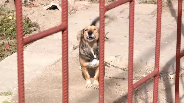 Recensamantul cainilor, masura inedita a autoritatilor din Timisoara. Ce amenzi risca stapanii