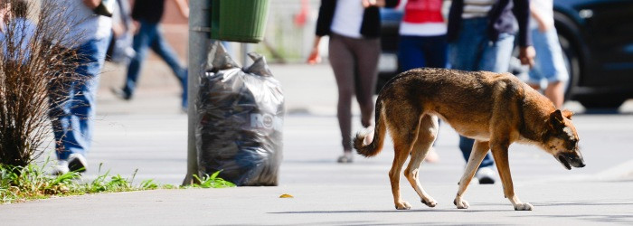 Proteste la sediul CCR, dupa decizia privind constitutionalitatea legii eutanasierii maidanezilor