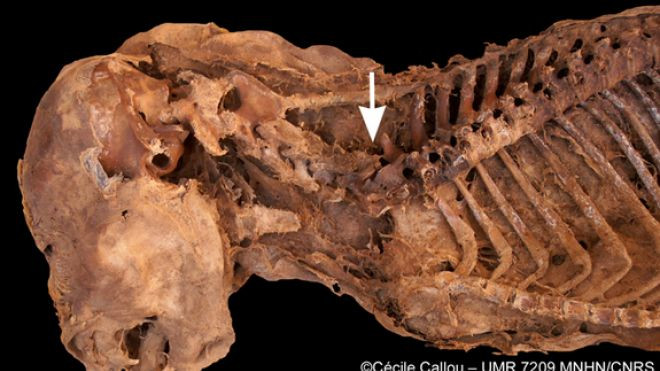 Ce au gasit arheologii intr-o mumie egipteana. "Este prima data cand avem dovada"