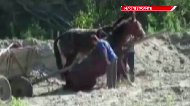 IMAGINI SOCANTE in Aninoasa. Doi barbati, adusi la sectie, dupa ce si-au batut caii cu salbaticie