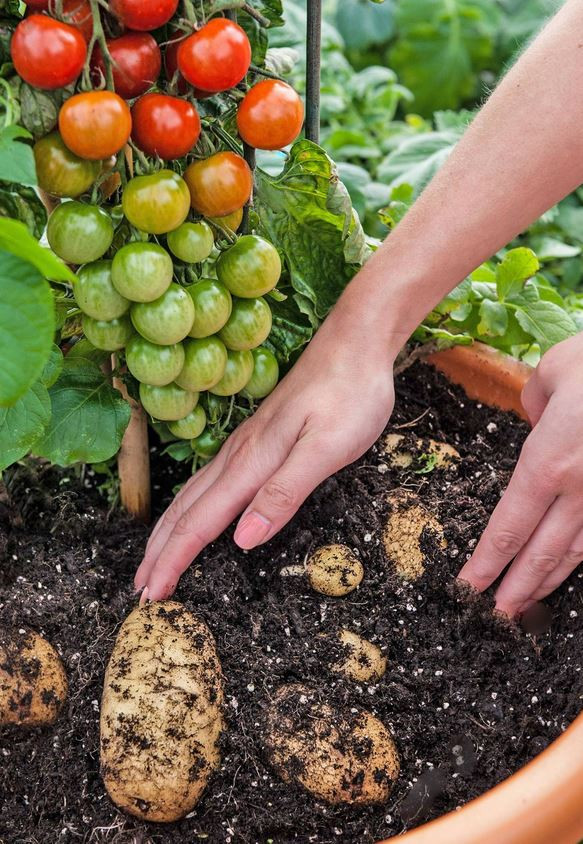 Tomato-cartoful, planta hibrid lansata in Marea Britanie care produce atat rosii cat si cartofi
