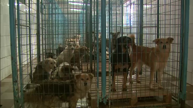 Grecii vor maidanezii din Romania. Zeci de caini au fost adoptati de o fundatie din Grecia