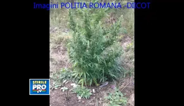 Hunedoara: Doua culturi ilegale de cannabis au fost descoperite in zone izolate. VIDEO