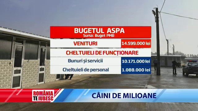 100 de tone de dejectii se strang lunar in Capitala de la cei 64.000 de maidanezi. Bucurestenii inhaleaza acesti microbi
