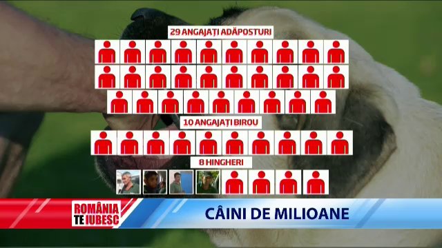 caini b - 2