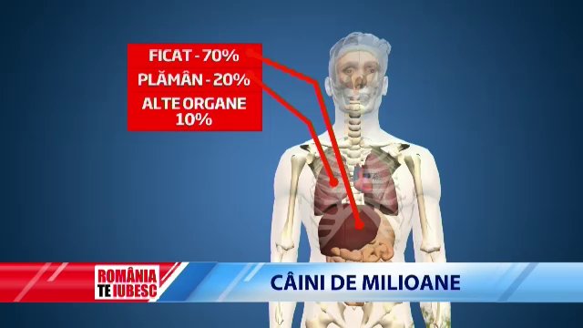 caini b - 3
