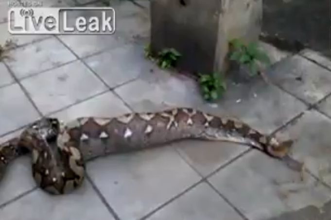 IMAGINI SOCANTE. Un thailandez a filmat cum un piton urias regurgiteaza un caine. VIDEO