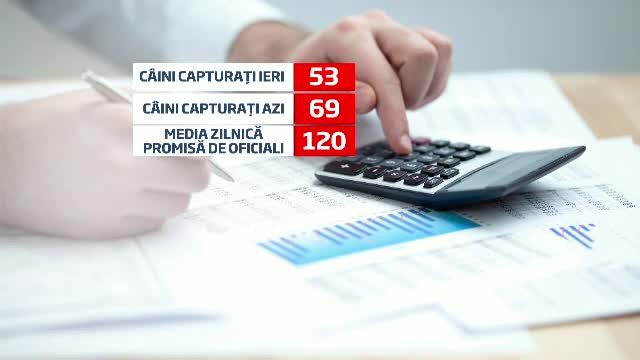 Prima zi de adoptii dupa noua lege. Hingherii, fugariti si blestemati de iubitorii de maidanezi