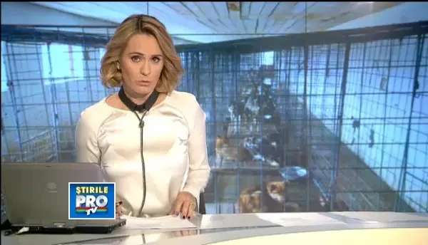 Prima zi de adoptii dupa promulgarea Legii cainilor fara stapan. Cati maidanezi si-ai gasit stapan