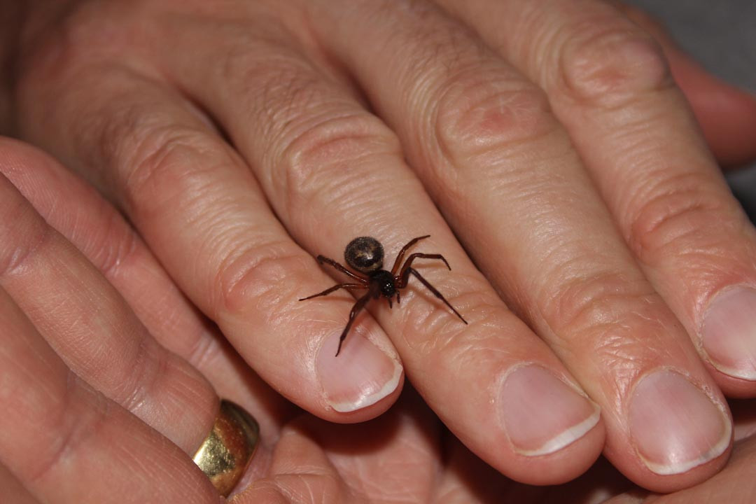 Ce a patit o femeie dupa ce a fost muscata de acest paianjen. "Am trecut milimetric pe langa moarte"