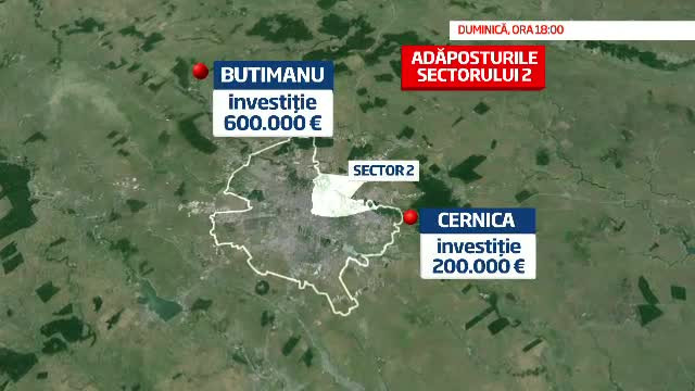 Cum s-au ocupat autoritatile de problema cainilor maidanezi. Aproape un milion de euro, aruncati pe adaposturi fara folos