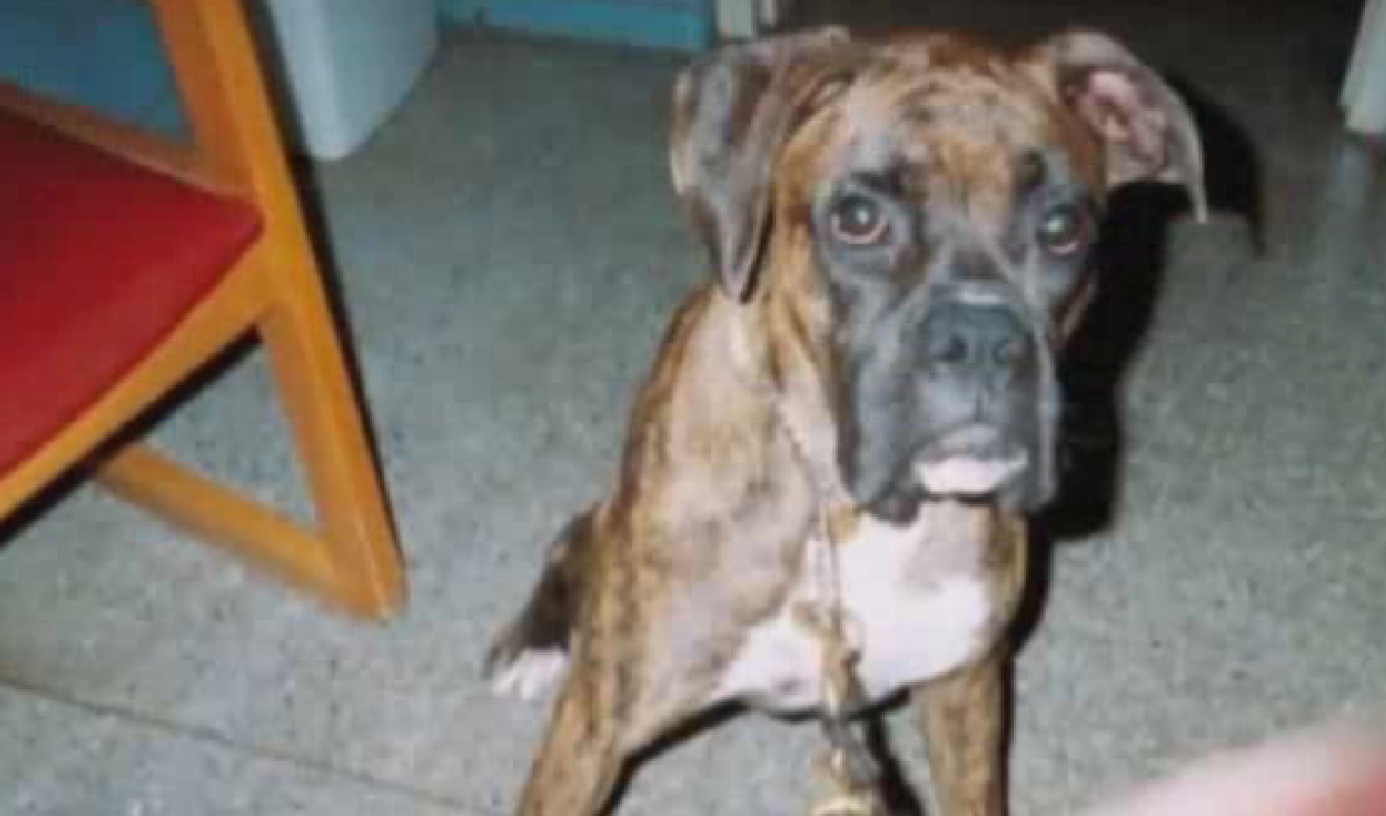 Cainele-erou care a murit salvand un copil de 4 ani din fata unei masini ce a trecut pe rosu