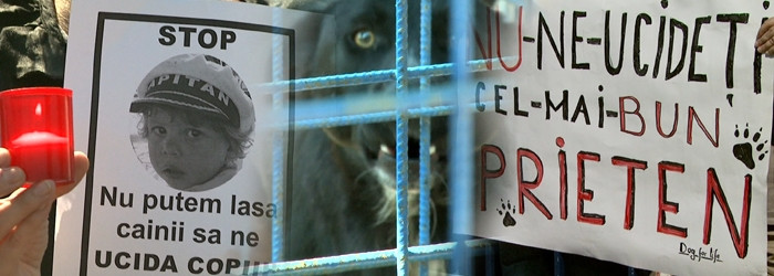 Haitele de oportunisti arunca milioane de euro. Minciunile edililor si ONG-urilor legate de caini