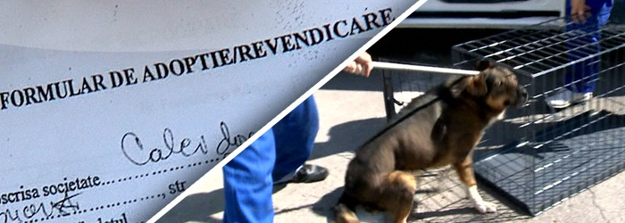 100 de tone de dejectii lunar, de la 64.000 de maidanezi. Bucurestenii inhaleaza acesti microbi