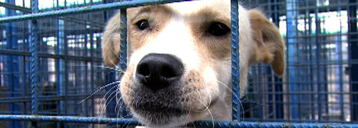 Schemele de facut bani ale ONG-urilor pe seama cainilor. Afacerea DogTown a lui Oprescu, un esec