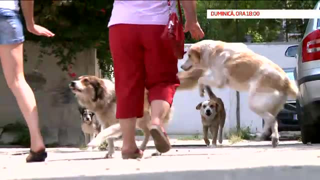 Un nou sezon "Romania, te iubesc" LIVE ACUM pe Pro TV si PROTV NEWS: Cainii maidanezi din Bucuresti