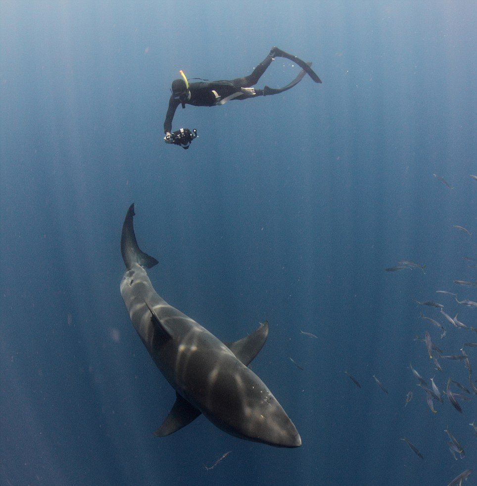 Rechin