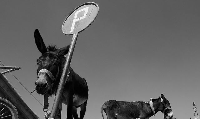 Cum sa faci o parcare paralela cu o caruta trasa de magar! VIDEO