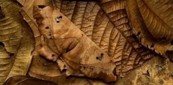 Uite cum s-au camuflat! Poti sa vezi animalele din aceste fotografii?