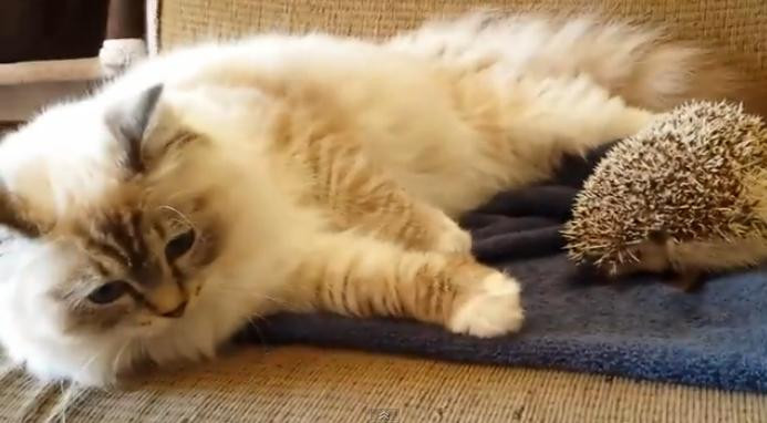 VIDEO. O pisica se aseaza pe un arici si afla care sunt consecintele