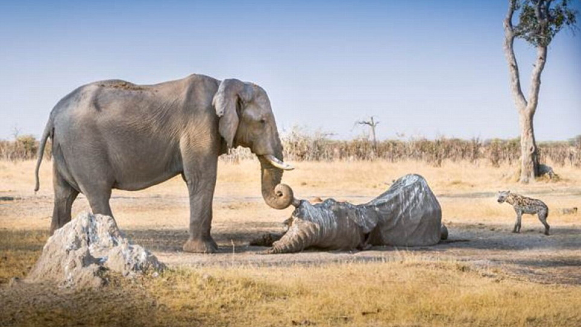 Momentul emotionant in care un elefant isi ia adio de la prietenul sau. FOTO