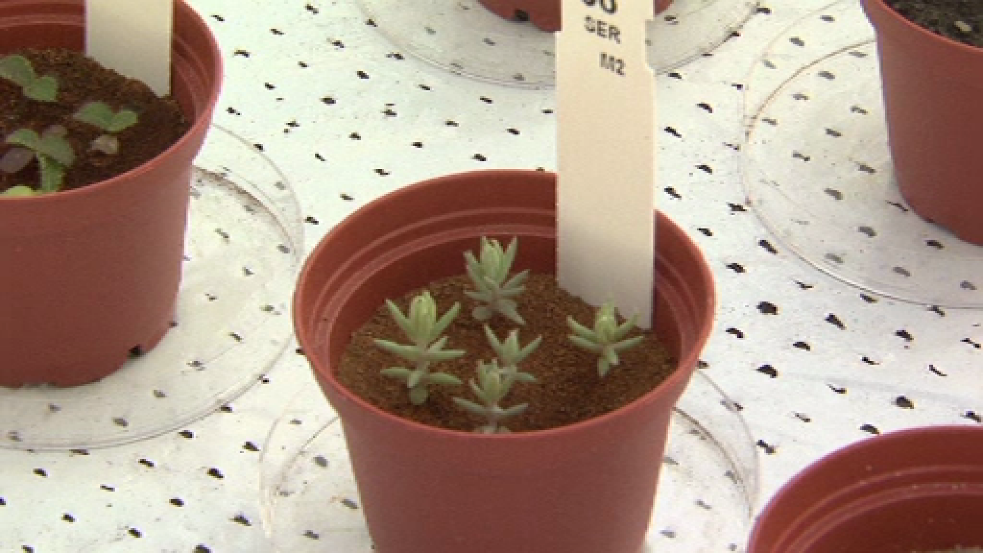 Experimente pentru colonizarea planetei Marte. Ce se va intampla cu plantele care vor creste acolo