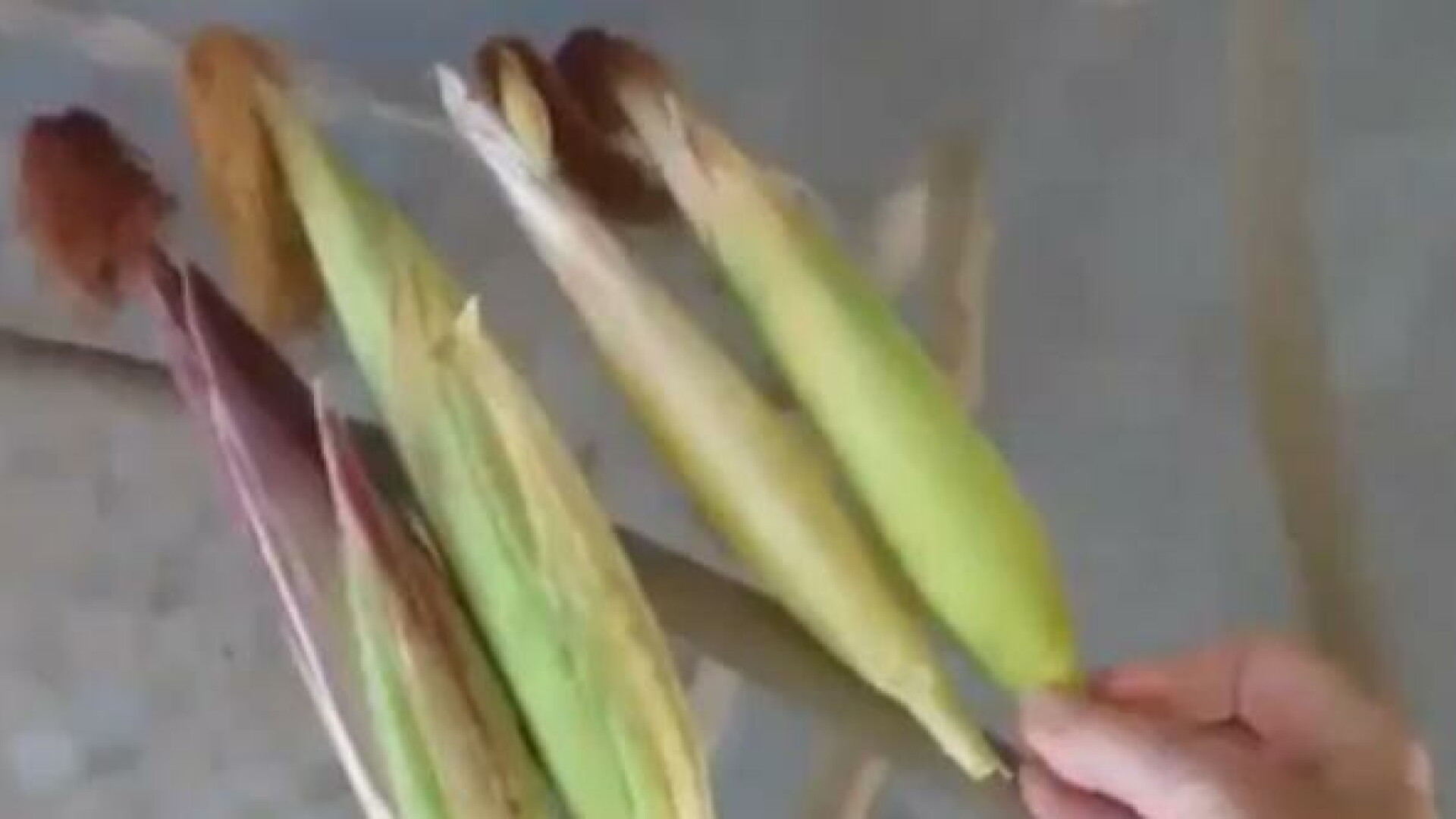 Cum arata porumbul "curcubeu" inventat de un amerindian. Este unic in lume