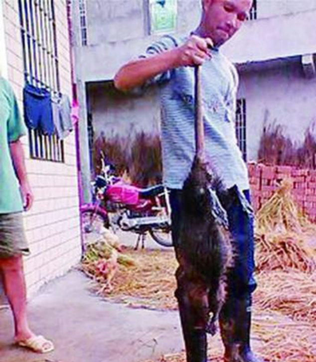 Sobolanul de un metru si cinci kilograme. Satenii au rupt doua cutite incercand sa-l taie. FOTO