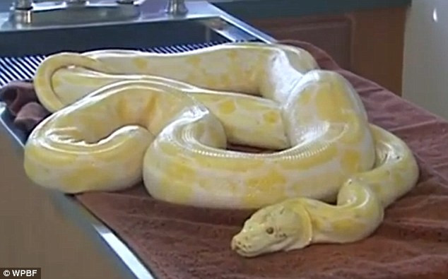 Piton de 3 metri, capturat de autoritatile din Florida. Ce a regurgitat sarpele. VIDEO